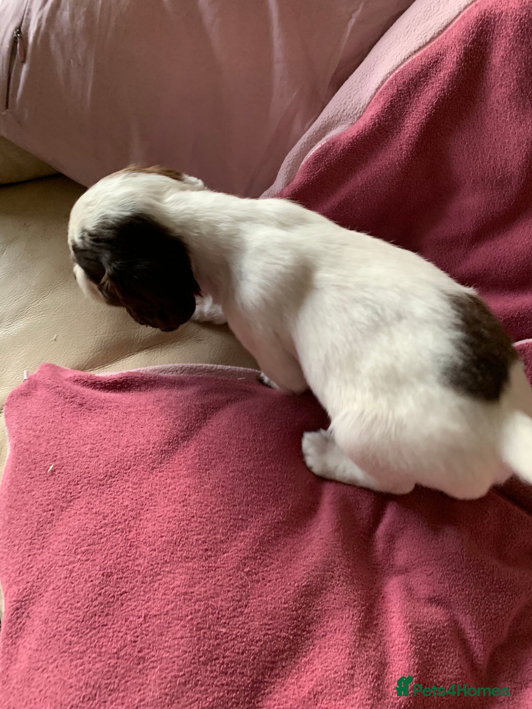 English Springer Spaniel dogs for sale: KC Reg English Springer Spaniel puppies - Image 5