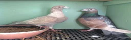 Pigeons birds for sale: Piegons in London - Advert 12