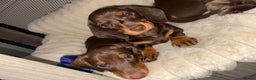 Miniature Dachshund dogs for sale: Miniature dachshund girl chocolate &tan - Advert 9