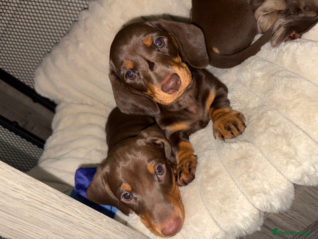 Miniature Dachshund dogs for sale: Miniature dachshund girl chocolate &tan - Advert 9