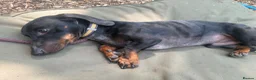 Dachshund dogs for sale: Dachshund looking for a specific home  in Horley - Advert 3