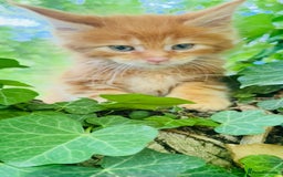 Maine Coon cats for sale: Stunning Pure Breed Maine Coon Kittens  - Image 2