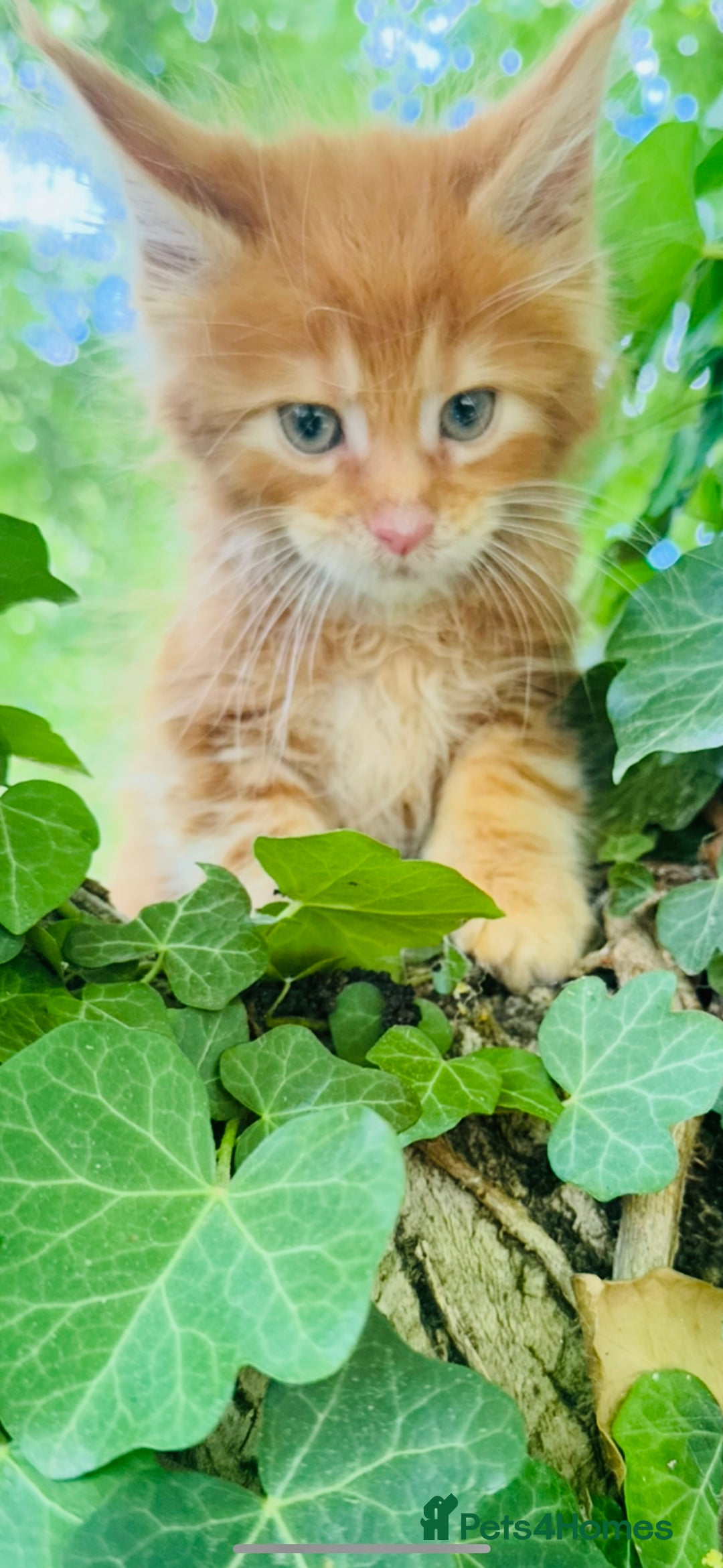Maine Coon cats for sale: Stunning Pure Breed Maine Coon Kittens  - Image 2
