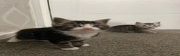 American Shorthair cats for sale: 4 American shorthair kittens - Advert 9