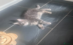 Maine Coon cats for sale: TICA Registered Maine Coon Kittens Blue/Silver - Image 14