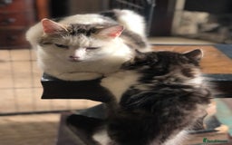 Mixed Breed cats for sale: Rescued feral farm kittens  - Image 15