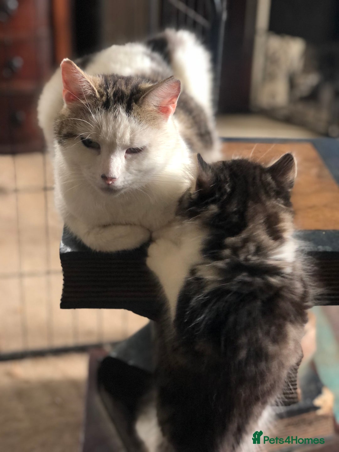 Mixed Breed cats for sale: Rescued feral farm kittens  - Image 15