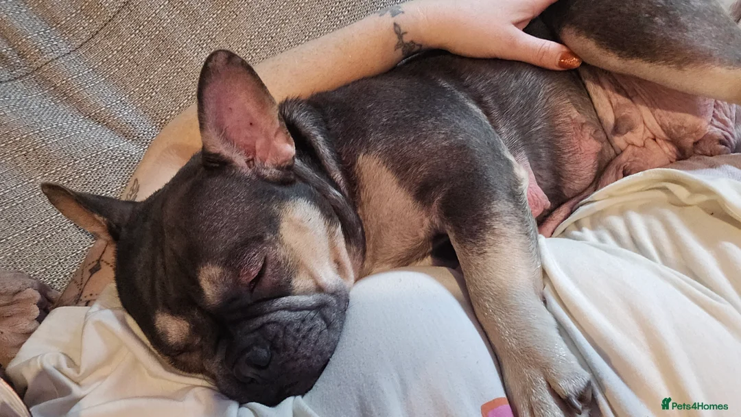 French Bulldog dogs for sale: French bulldog  - Advert 7