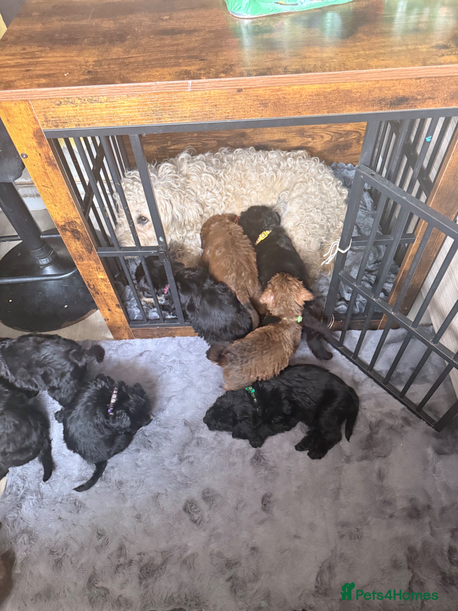 Mixed Breed dogs for sale: Whoodle puppies  - Advert 25