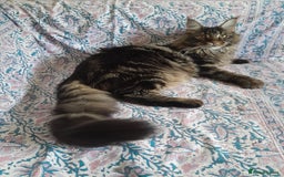 Maine Coon cats for sale: brown classic tabby girl TICA maine coon - Advert 1