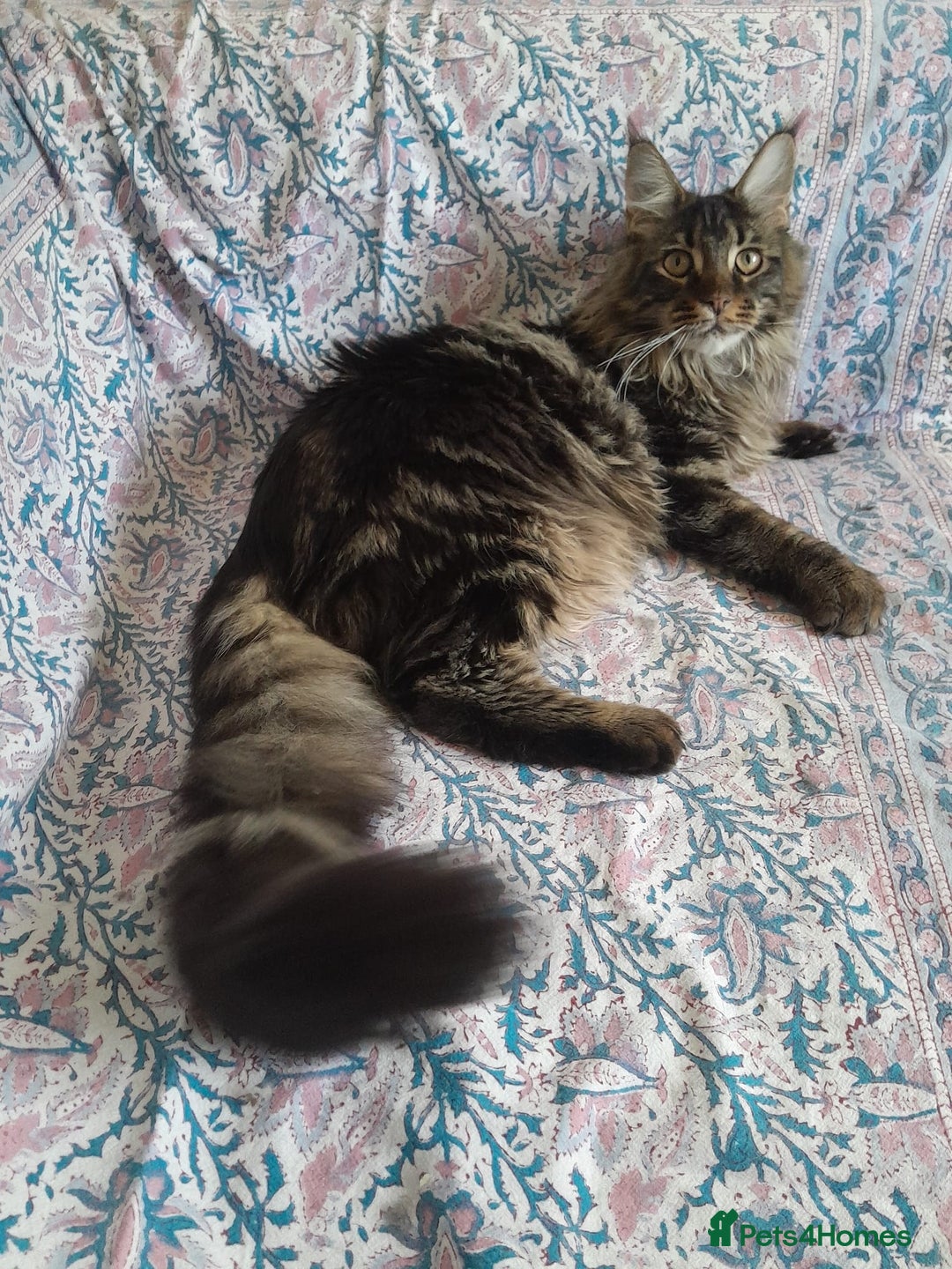Maine Coon cats for sale: brown classic tabby girl TICA maine coon - Advert 1