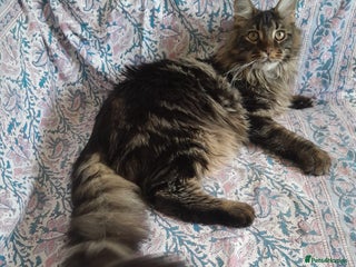 Maine Coon cats brown classic tabby girl TICA maine coon - Advert 1