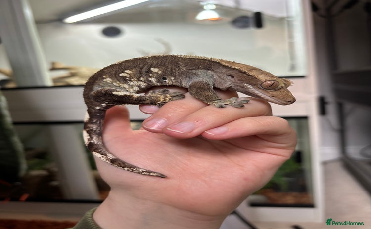 Gecko reptiles - Advert 5