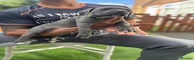 Cane Corso 10 lime green collar
