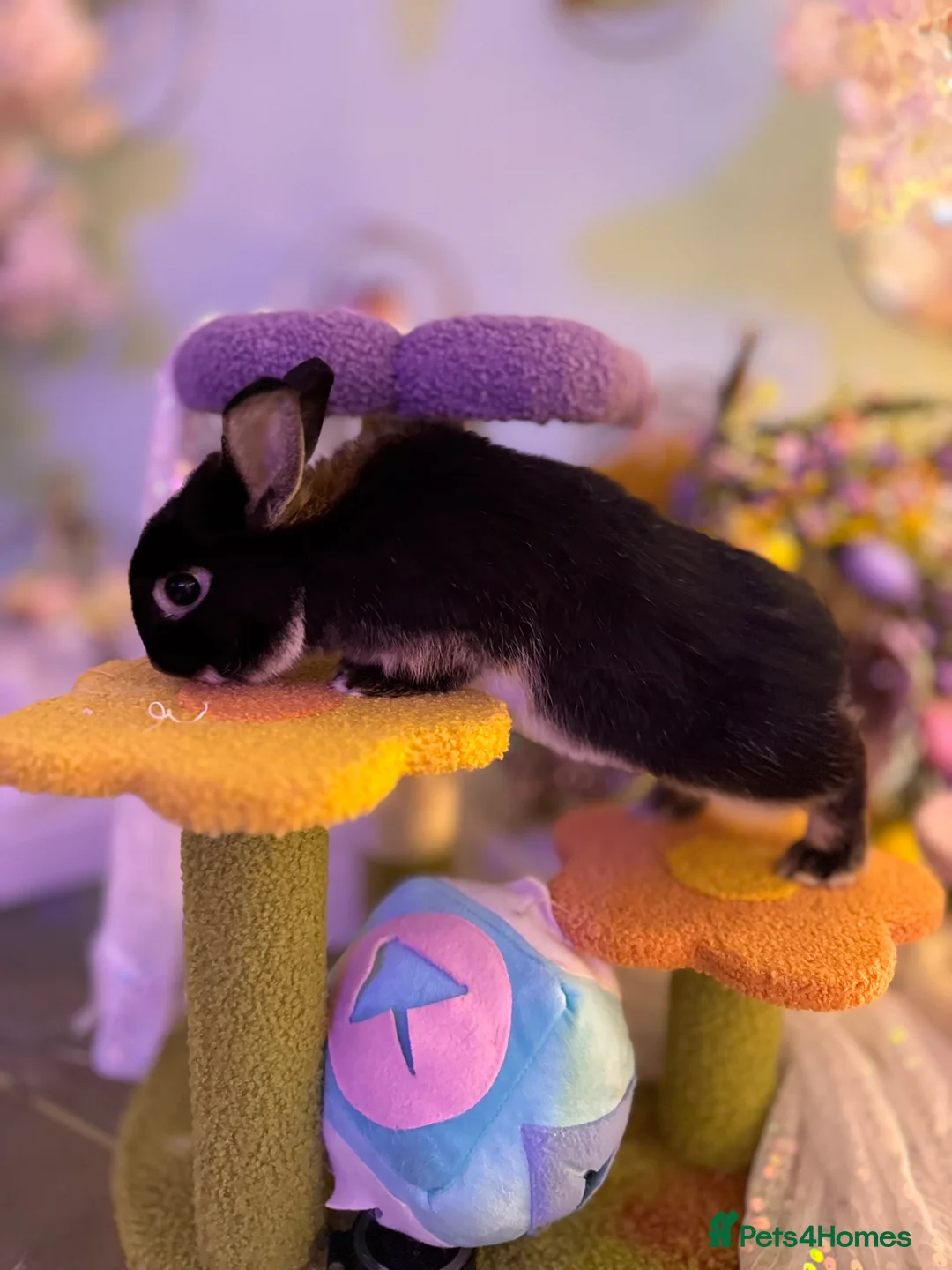 Netherland Dwarf rabbits for sale: Young Netherland dwarf Urgent need of rehoming  - Advert 9