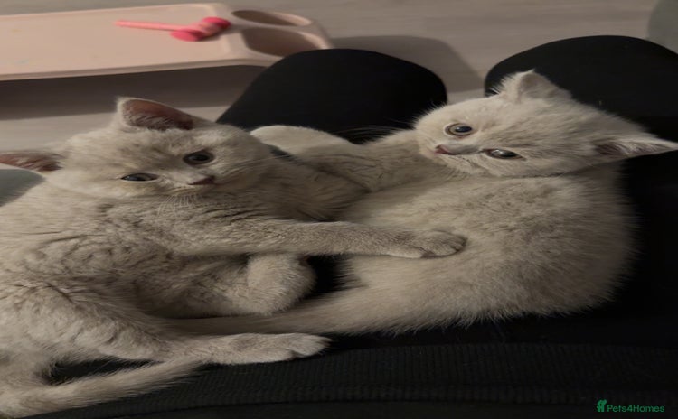 British Shorthair cats - Advert 12
