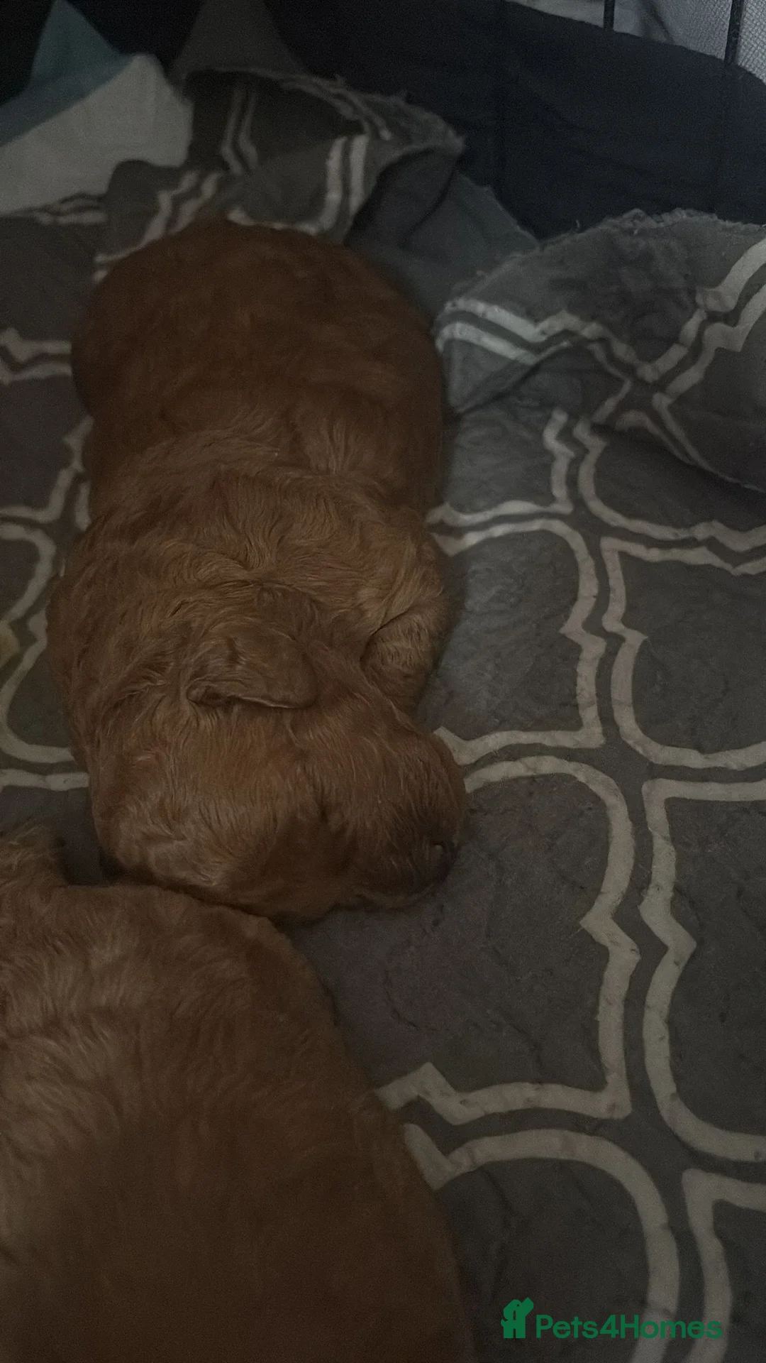 Miniature Poodle dogs for sale: KC register miniature poodles RED - Advert 5