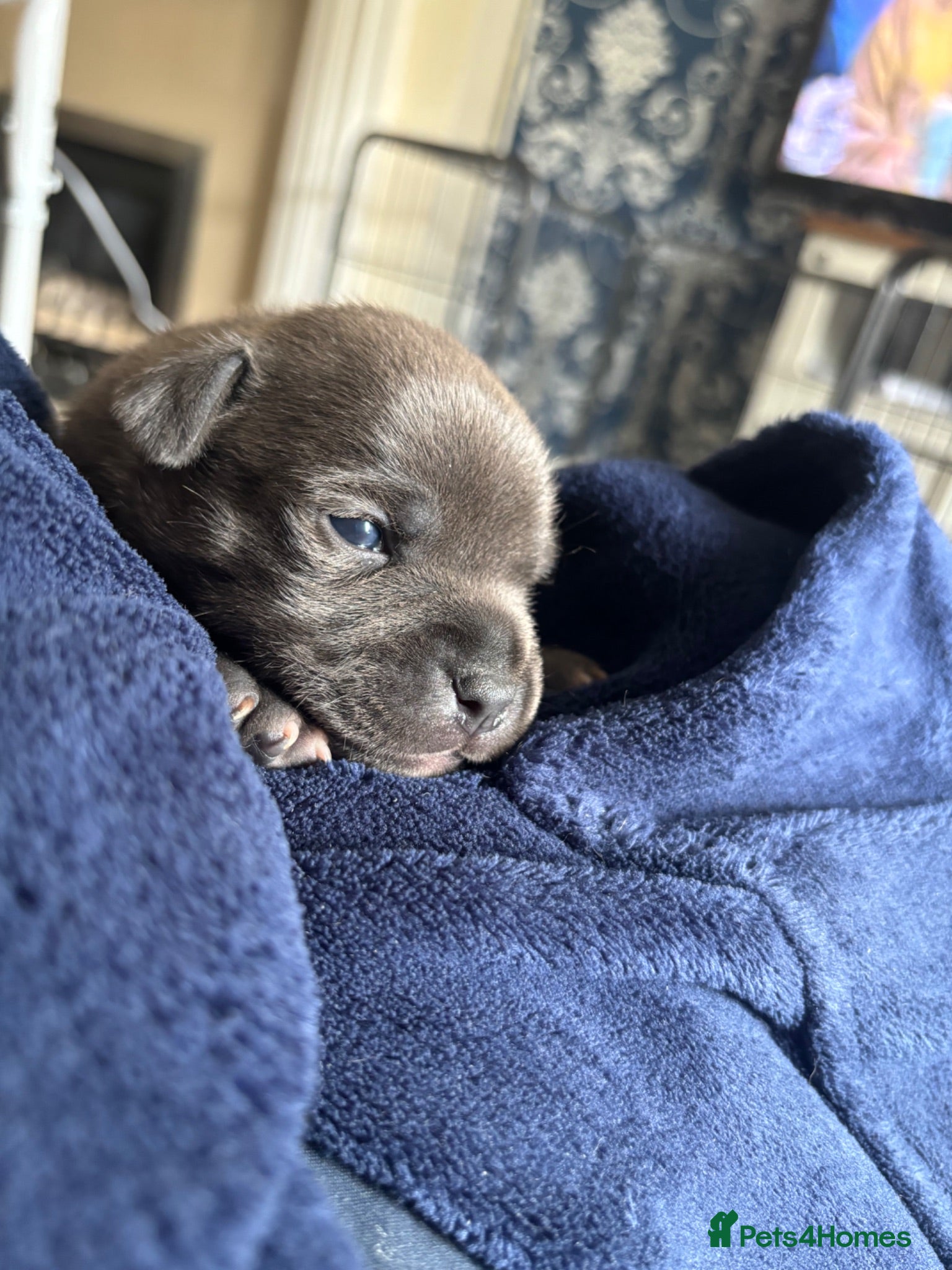 Staffordshire Bull Terrier dogs Stunning Litter 🖤💙 CH Bill & Nova - Advert 10