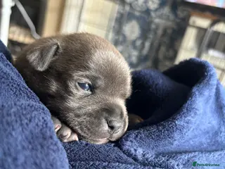 Staffordshire Bull Terrier dogs Stunning Litter 🖤💙 CH Bill & Nova - Advert 6