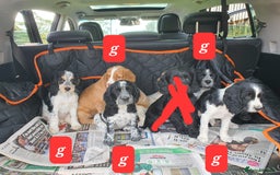 Cocker Spaniel dogs for sale: Cocker Spaniel puppies - Image 9