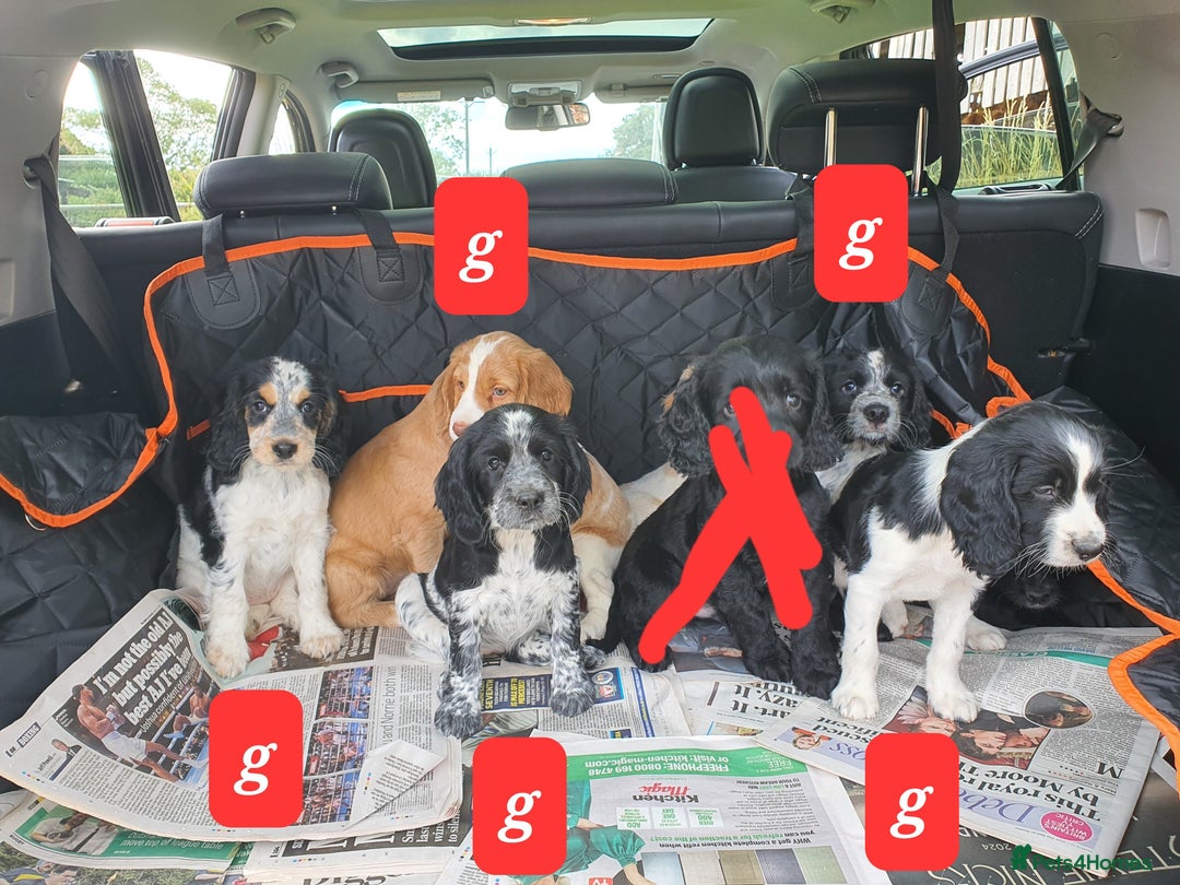 Cocker Spaniel dogs for sale: Cocker Spaniel puppies - Image 9