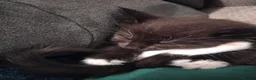 Mixed Breed cats for sale: Black and white kittens for sale in Weymouth - Advert 6