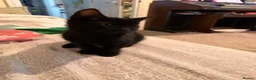 Mixed Breed cats for sale: 2 female kittens looking for forever homes  - Advert 5