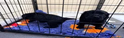 Cocker Spaniel dogs for sale: KC Cocker Spaniel  in Camborne - Advert 6