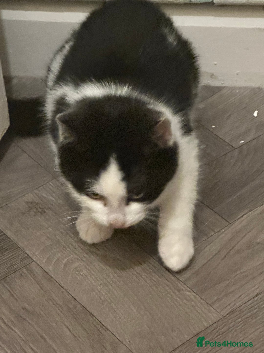 Domestic Shorthair cats for sale: Domestic shorthair kittens - Advert 4