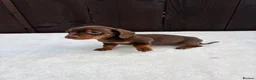 Miniature Dachshund dogs for sale: Dachshund puppies 2 boys 1 girl  - Advert 31