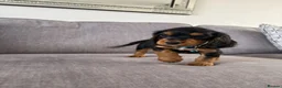 Cocker Spaniel dogs for sale: Beautiful tri coloured cocker spaniel pups   - Advert 14