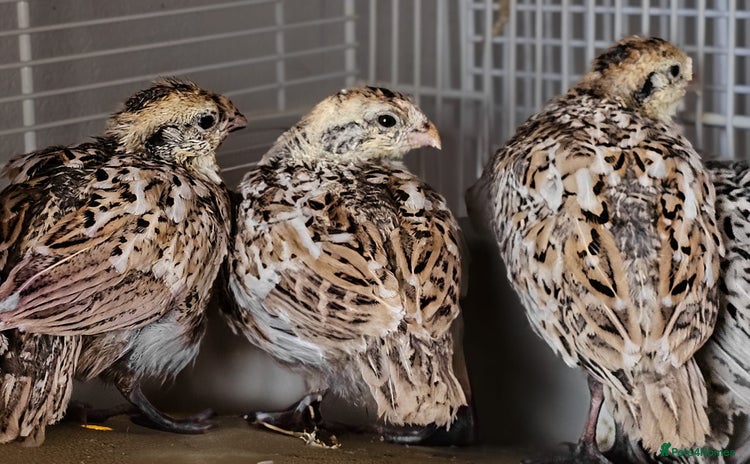Quail poultry - Advert 1