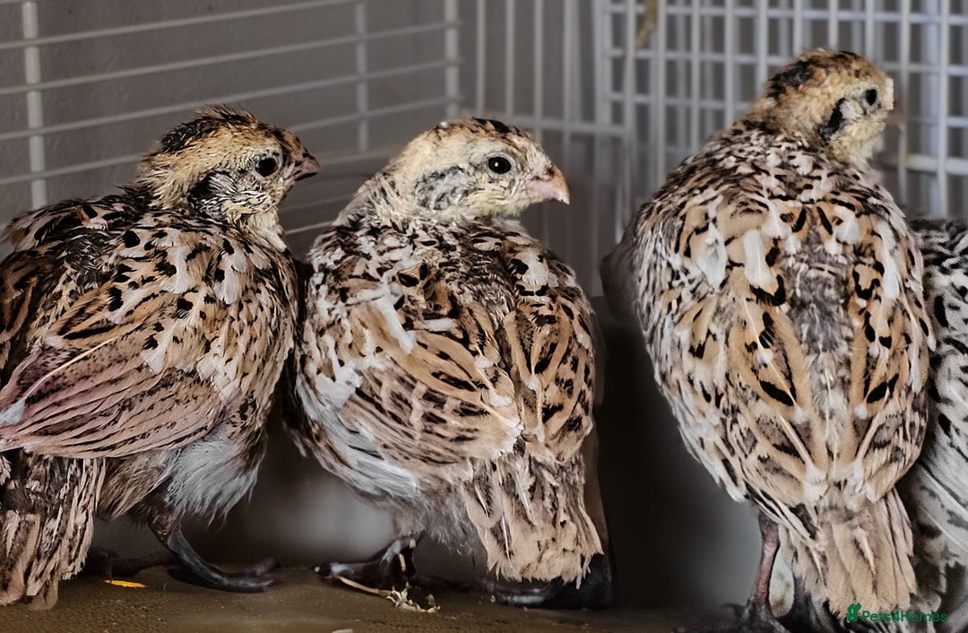 Quail poultry for sale: Mexican Speckled Bobwhite Quail Chicks - Image 1