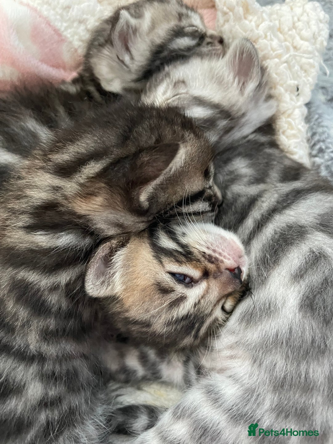 Bengal cats for sale: Incredibly beautiful Bengals kittens TICA  - Advert 9