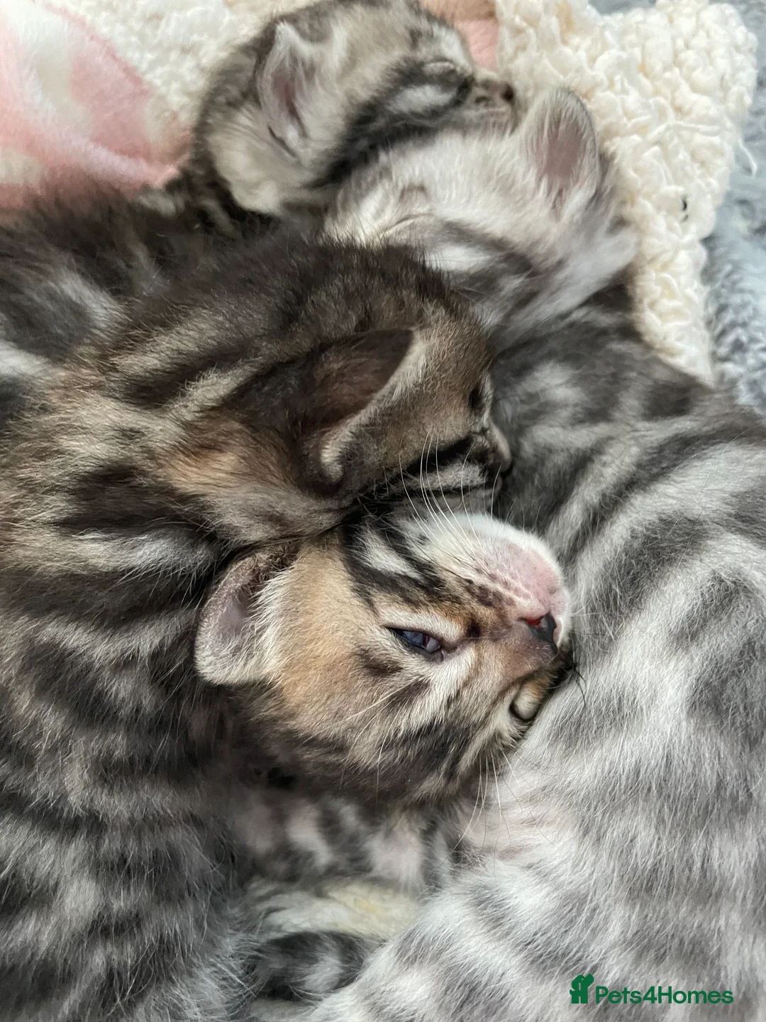 Bengal cats for sale: Incredibly beautiful Bengals kittens TICA  - Advert 9
