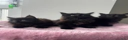 Maine Coon cats for sale: 2 Maine coons left  - Advert 5