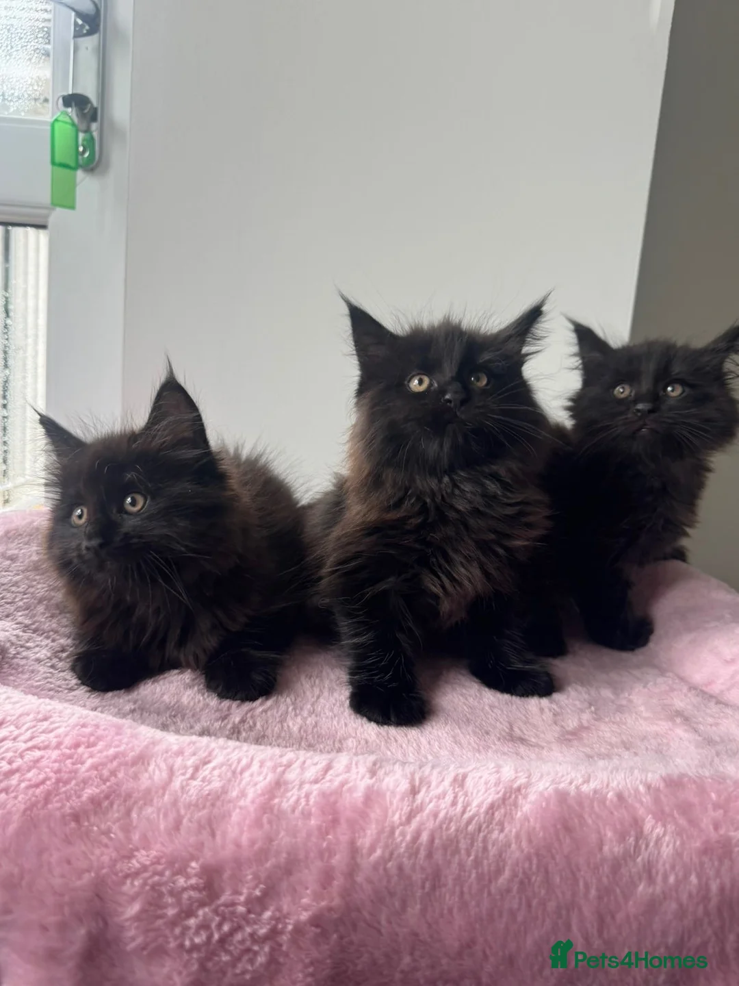 Maine Coon cats for sale: 2 Maine coons left  - Advert 5