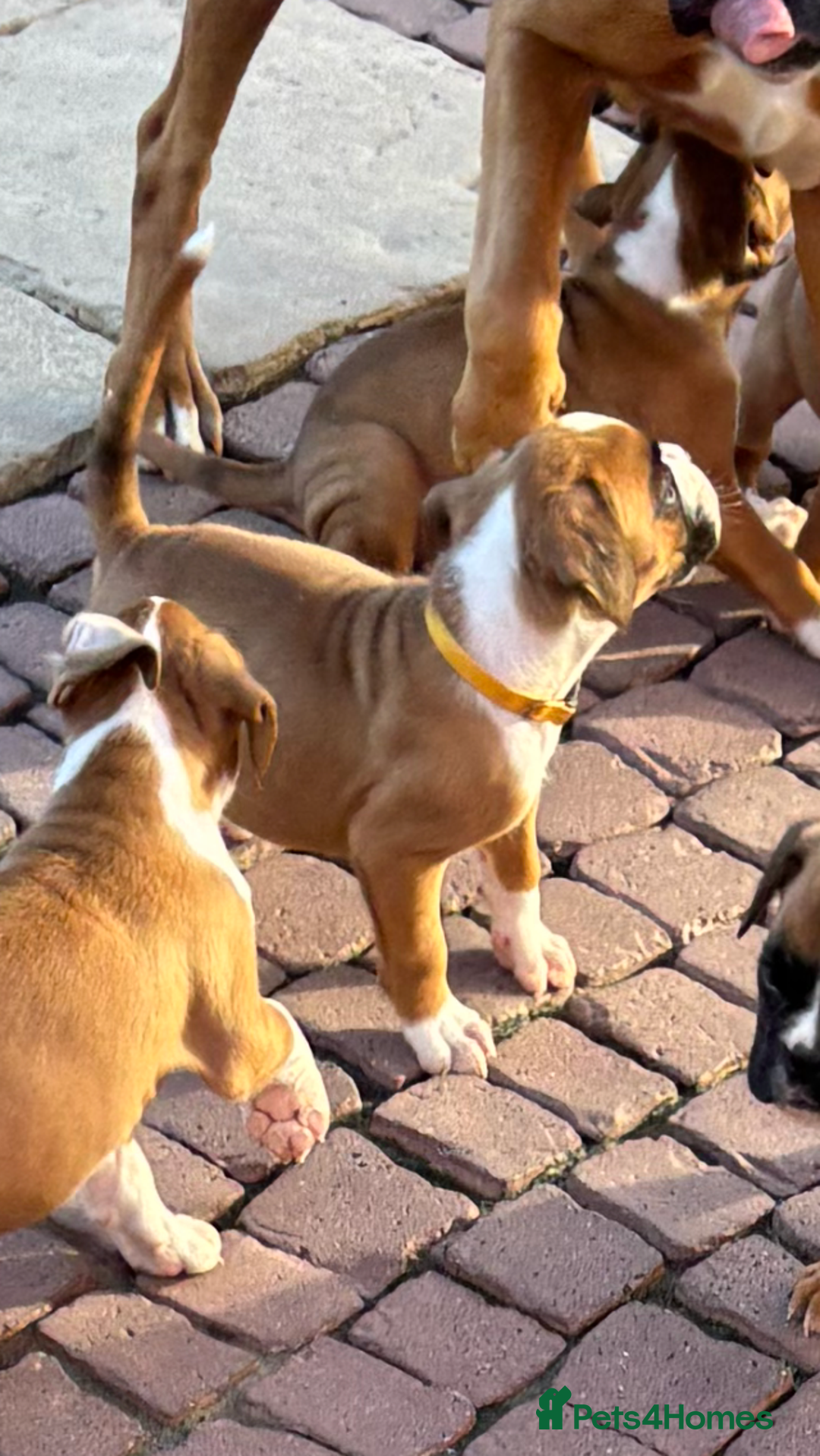 Boxer dogs for sale: Boxer pups  - Image 12
