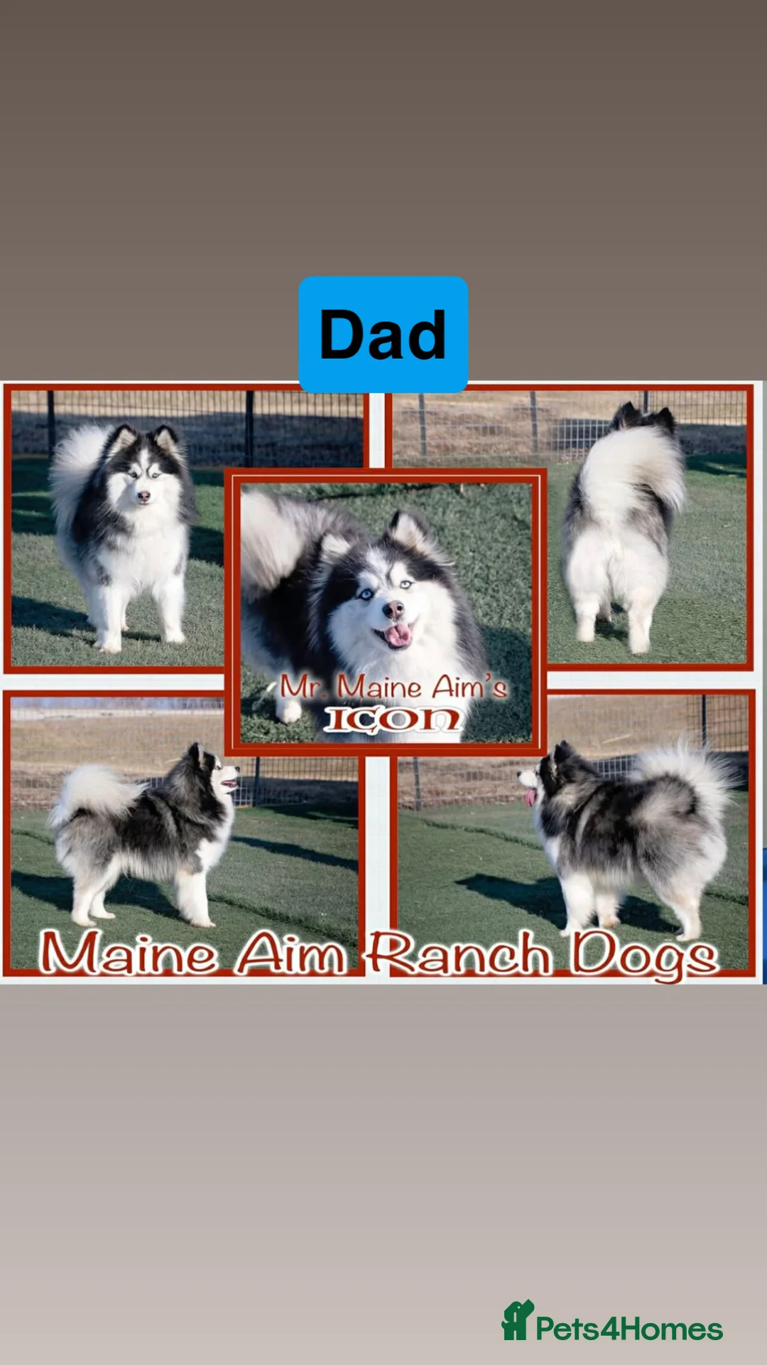 Pomsky dogs for sale: Pomsky Female for sell  - Advert 2