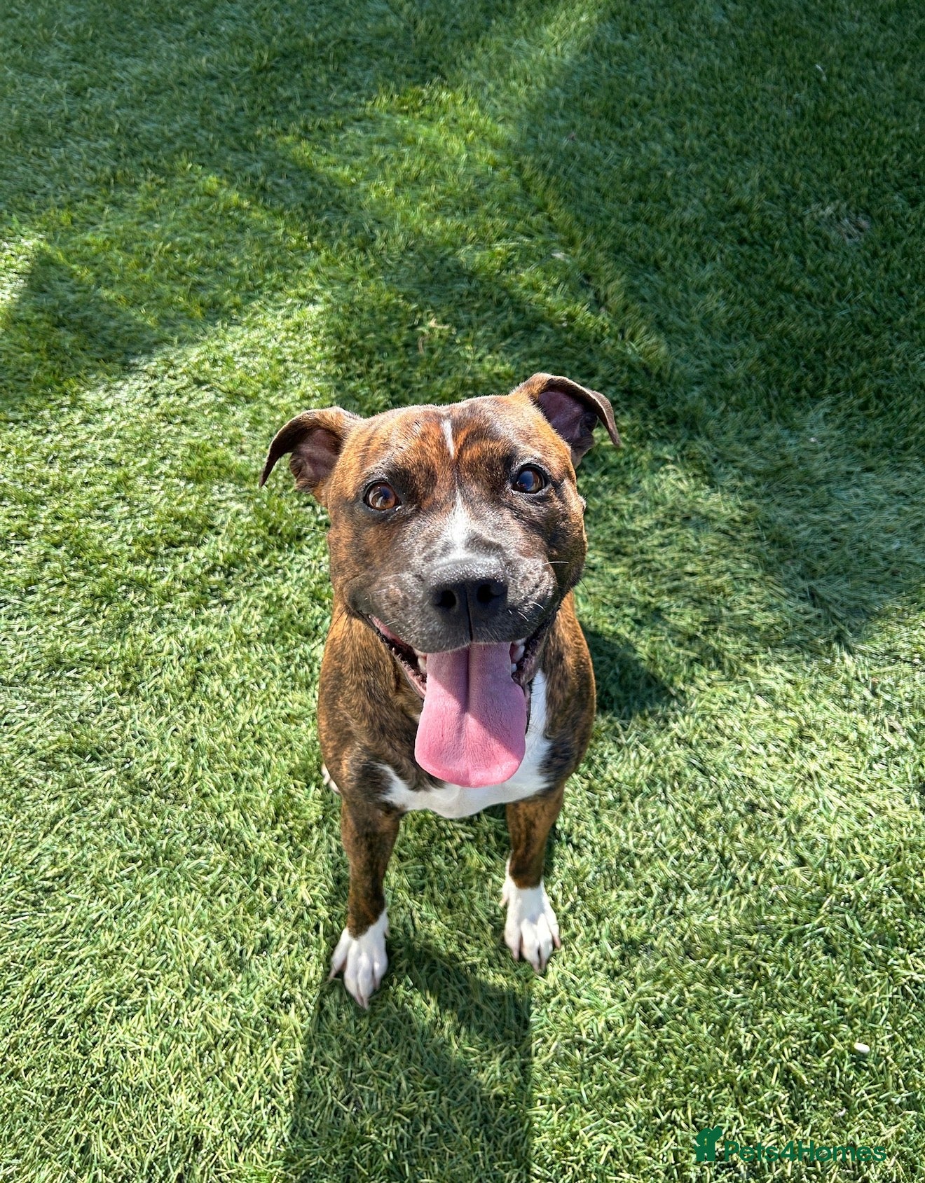 Mixed Breed dogs Staffy mix  - Advert 1