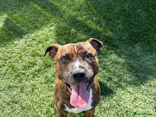 Mixed Breed dogs Staffy mix - Advert 2