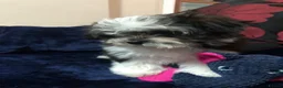 Mixed Breed dogs for sale: shihtzu / bichon x maltese  - Advert 27