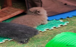 Lionhead rabbits for sale: Beautiful Double Maned Lionhead Babies - Image 9