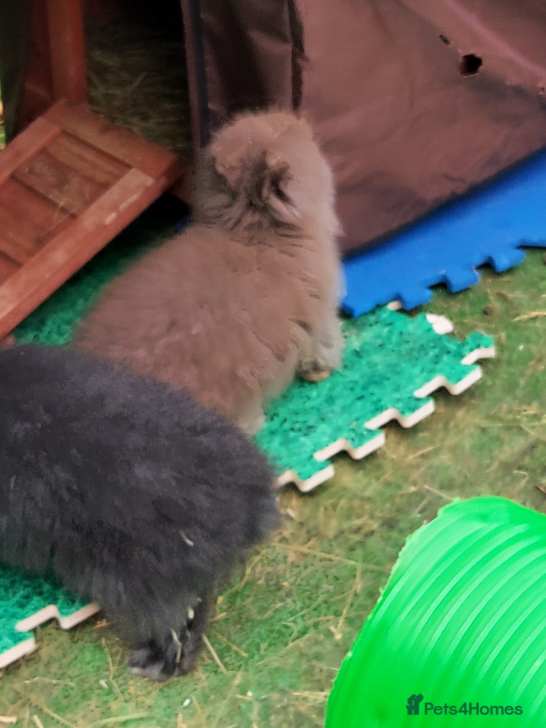 Lionhead rabbits for sale: Beautiful Double Maned Lionhead Babies - Image 9