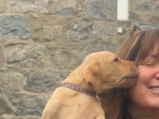 Labrador Retriever dogs - Advert 3