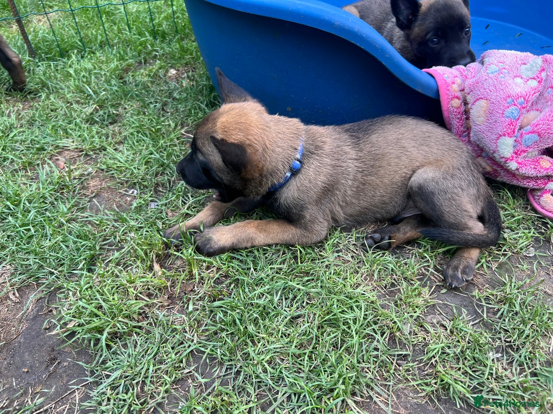 Belgian Shepherd Dog dogs for sale: 🐶Belgian Malinois Shepherd🐶 working dogs in Esher - Image 14