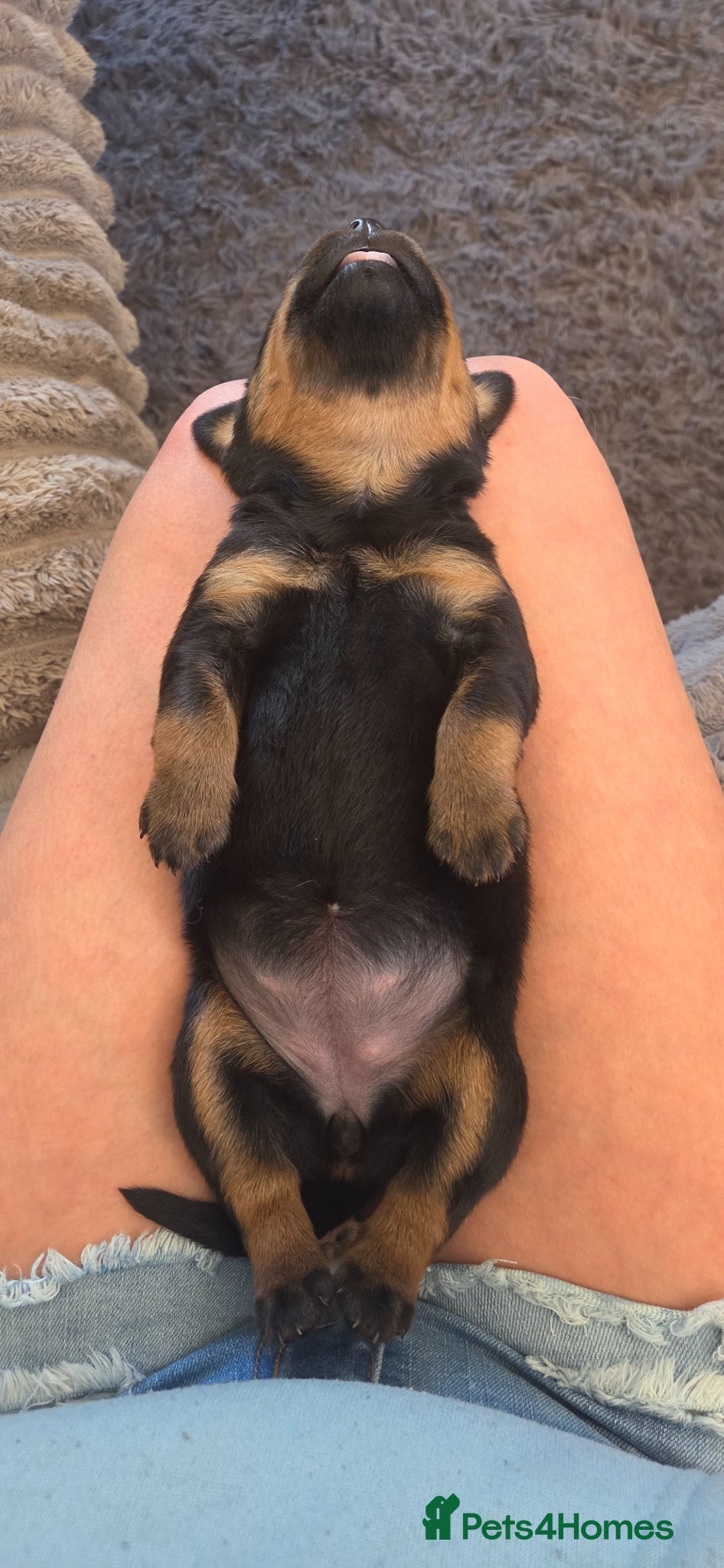 Rottweiler dogs Litter of beautiful rotty pups - Advert 1