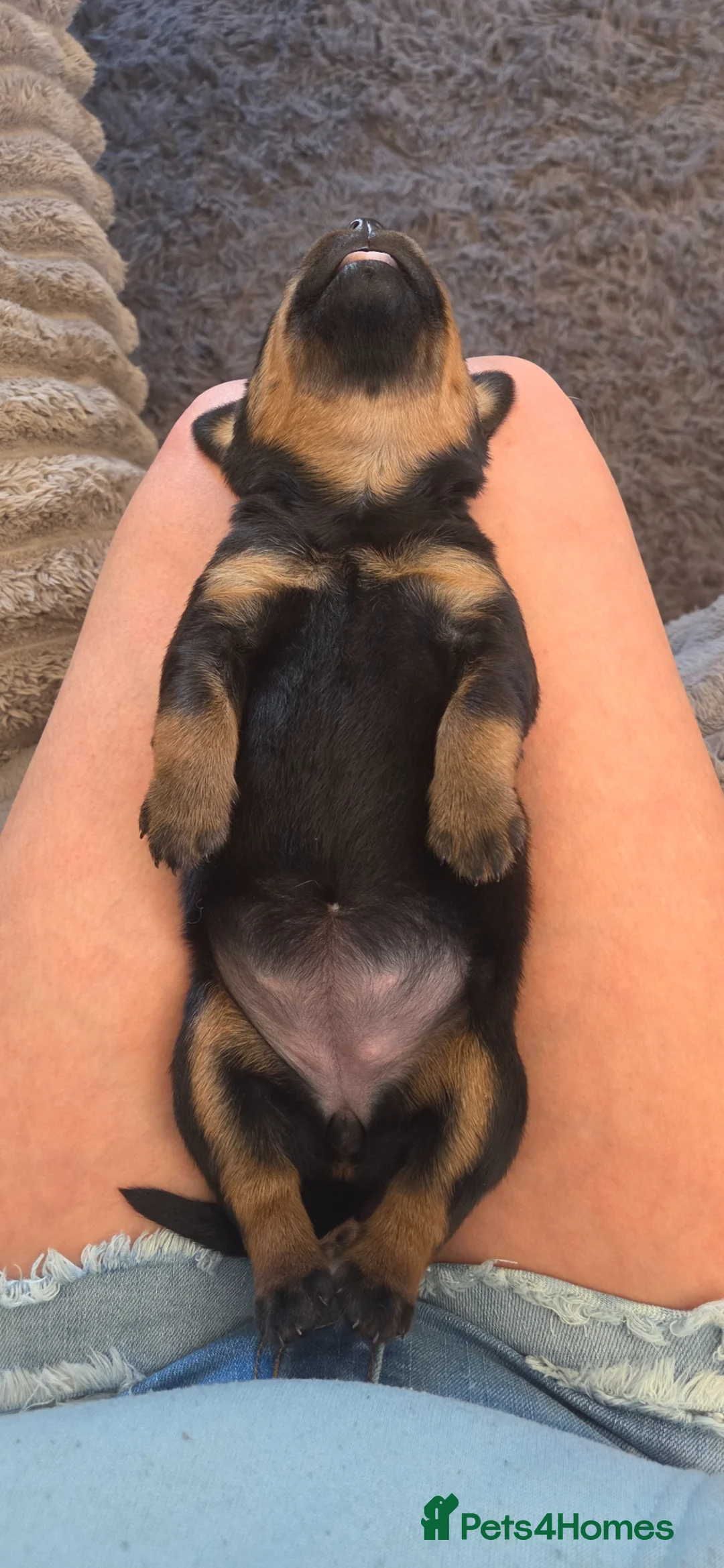 Rottweiler dogs for sale: Litter of beautiful rotty pups - Advert 1