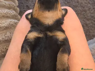 Rottweiler dogs Litter of beautiful rotty pups - Advert 1