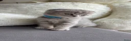 British Shorthair cats for sale: British Shorthair/ Scottish Fold Stunning Kittens - Advert 26